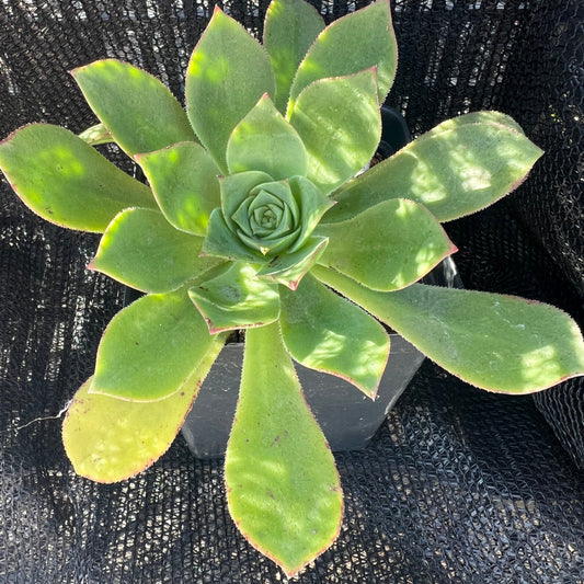 Aeonium simsii - Sims aeonium