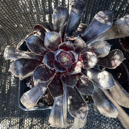 Aeonium 'Zwartkop' - Black Rose Aeonium