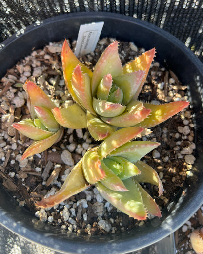 Aloe brevifolia - Short-Leaf Aloe