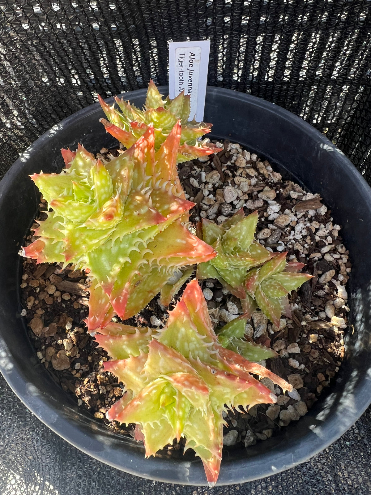 Aloe juvenna - Tiger Tooth Aloe