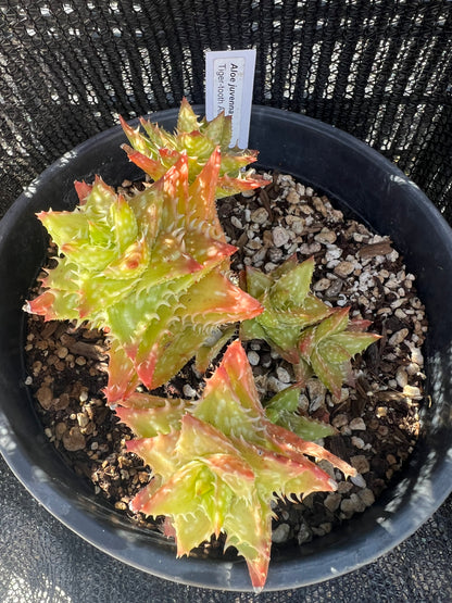 Aloe juvenna - Tiger Tooth Aloe