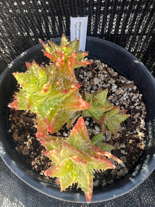 Aloe juvenna - Tiger Tooth Aloe