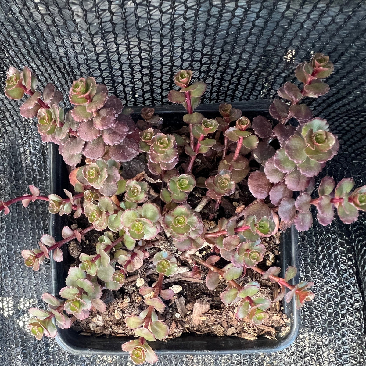 Sedum spurium - 'Bronze Carpet'