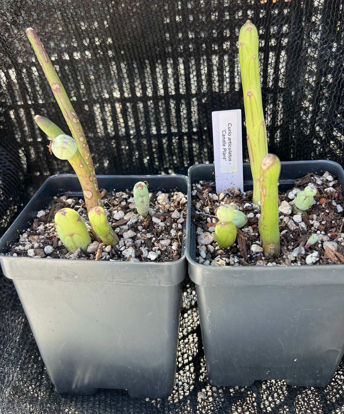 Curio articulatus 'Candle Plant'