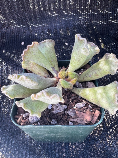 Adromischus cristatus 'Crinkle-leaf Plant'