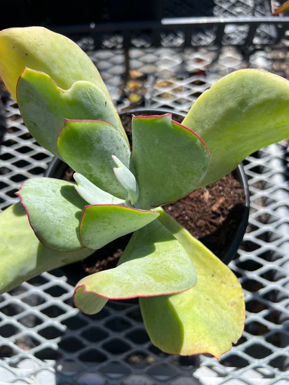 Cotyledon orbiculata - Silver Peak