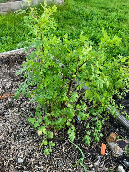 Coriandrum sativum - Cilantro