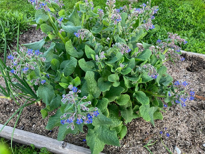 Borage-Blue