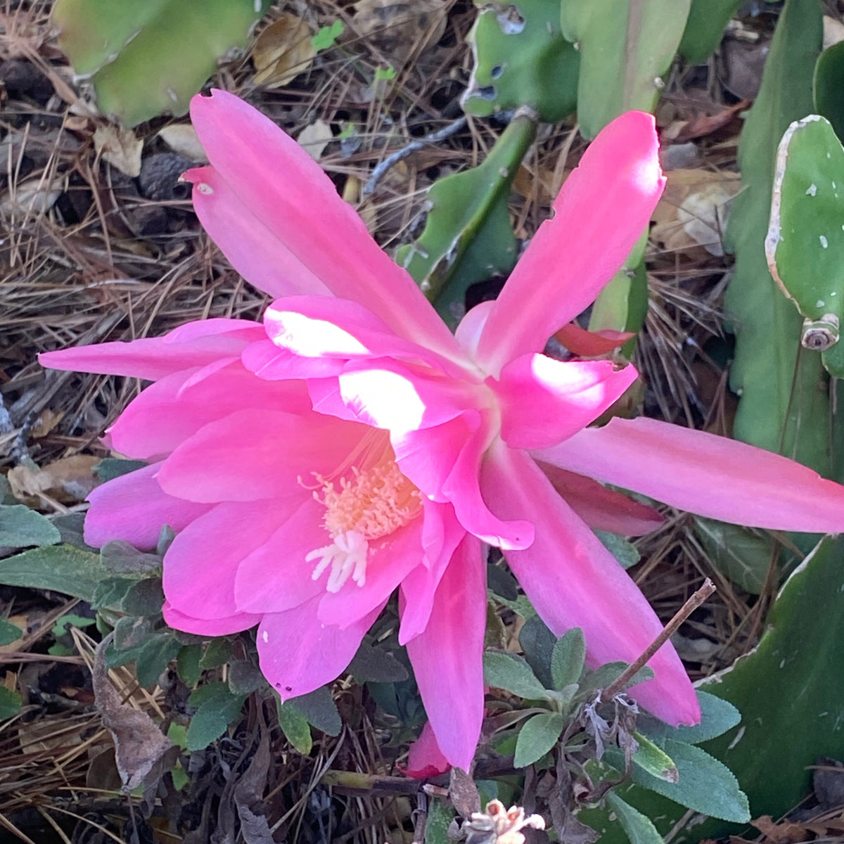 Epiphyllum 'Padre' - Pink Orchid Cactus