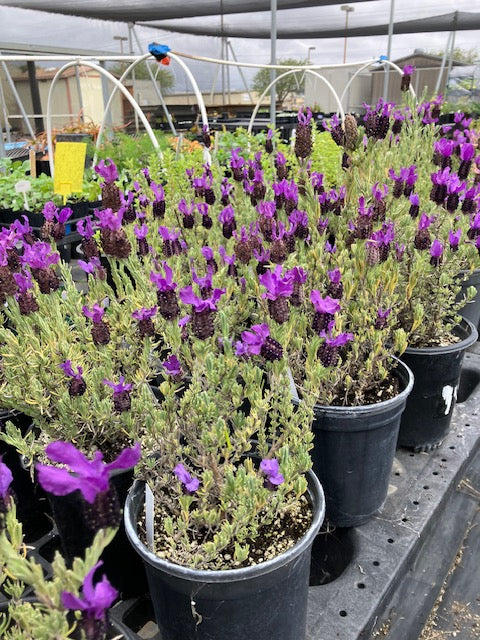 Lavandula stoechas - Purple Ribbons Spanish Lavender