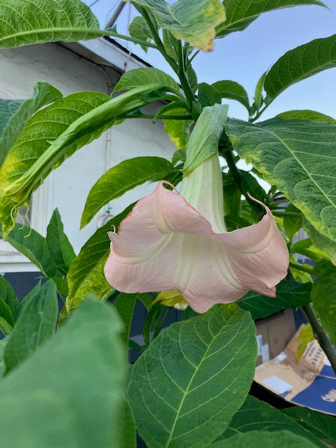 Brugmansia suaveolons - Angel's Trumpet (Coral Pink)