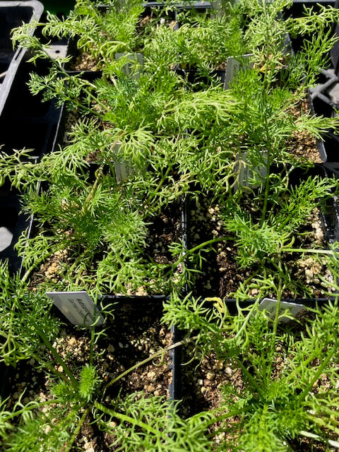 Matricaria recutita - German Heirloom Chamomile