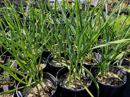 Garlic - California Early