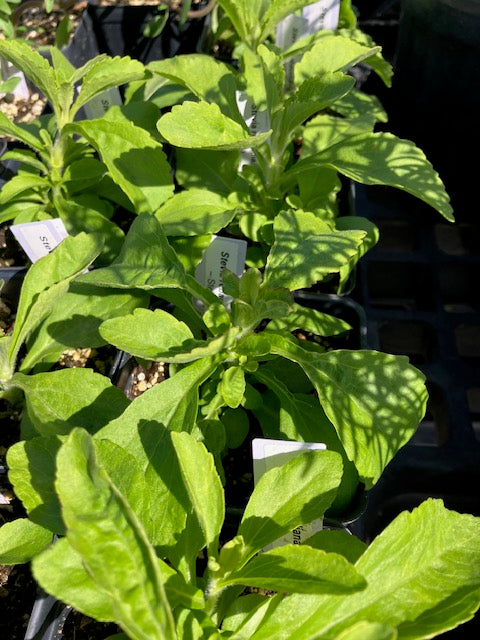 Stevia rebaudiana - Stevia