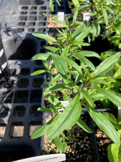 Satureja hortensis - Summer Savory