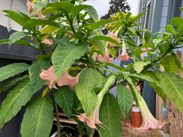 Brugmansia suaveolons - Angel's Trumpet (Coral Pink)