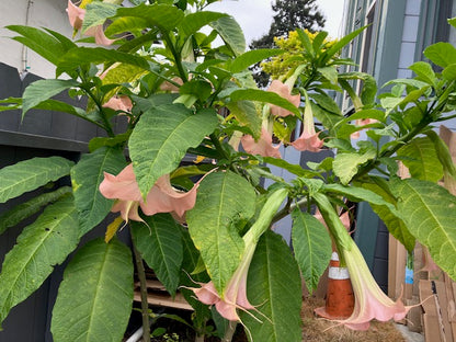 Brugmansia suaveolons - Angel's Trumpet (Coral Pink)
