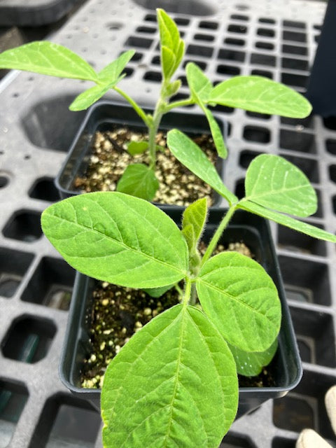 Soy Beans - Edamame Soy Beans