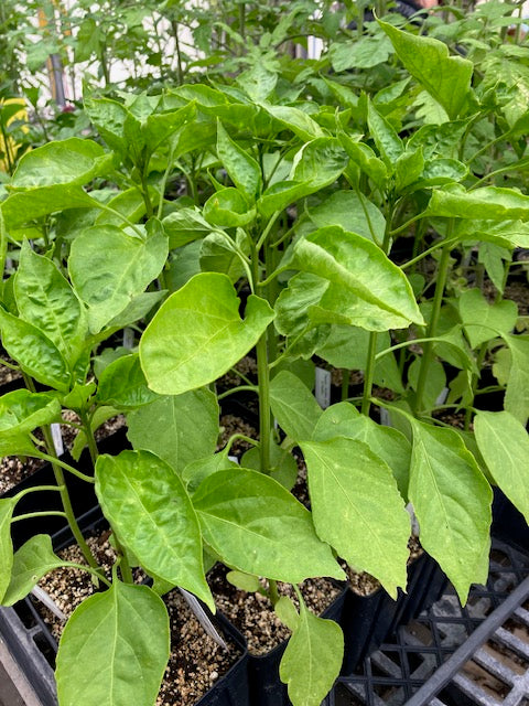 Pepper - NuMex Joe E. Parker