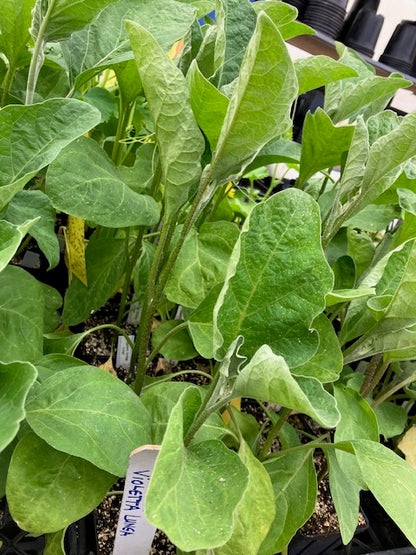 Eggplant - Violetta Lunga