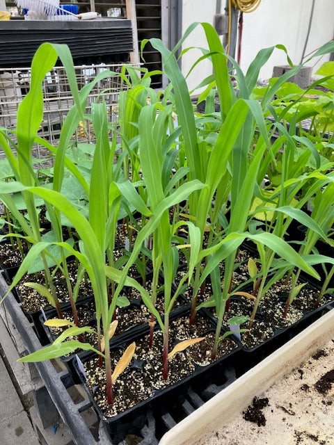 Corn - Early Sunglow