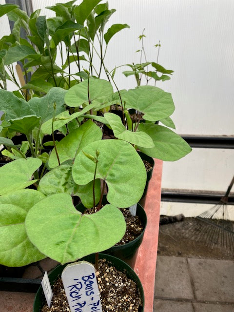 Beans - Heirloom Rich Purple Pod (Pole)
