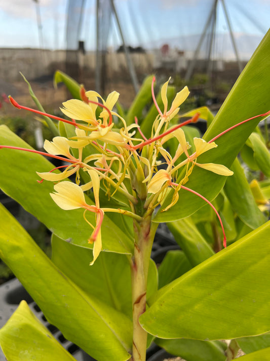 Hedychium - Ginger Lily