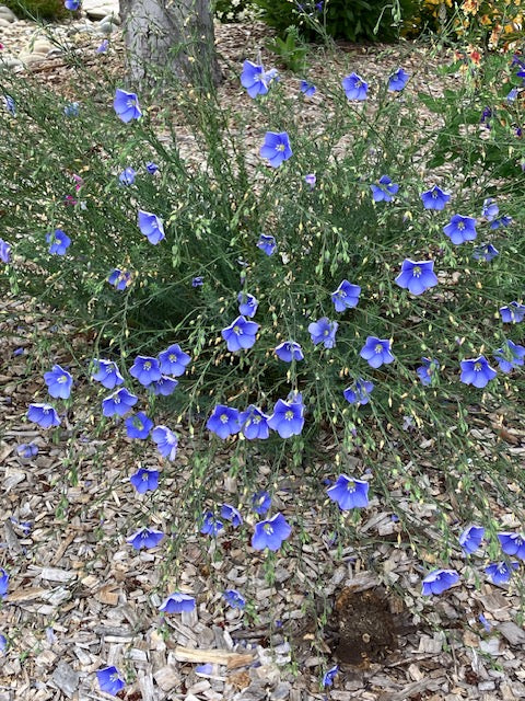 Linum perenne - 'Blue and Breezy' Flax