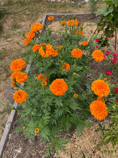Tagetes patula x erecta - Giant Marigolds 'Orange and Yellow Beast'