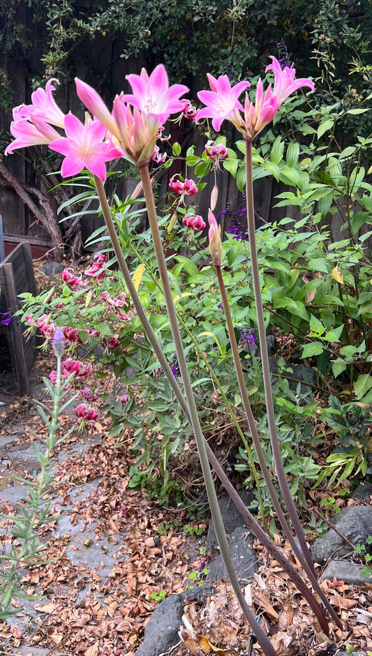 Amaryllis belladonna - white and pink 'Naked Lady'