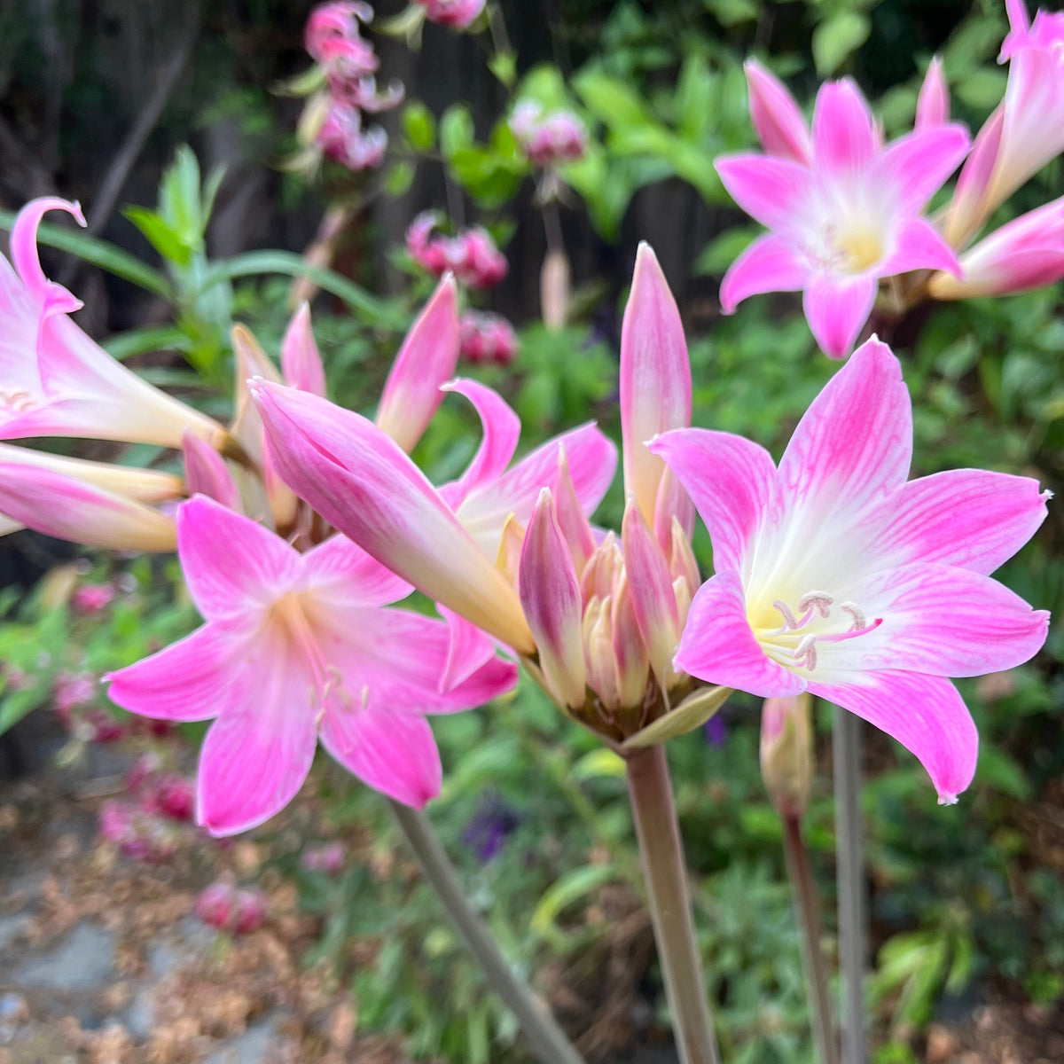Amaryllis belladonna - white and pink 'Naked Lady'