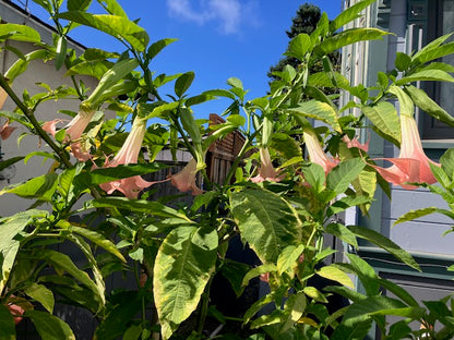 Brugmansia suaveolons - Angel's Trumpet (Coral Pink)