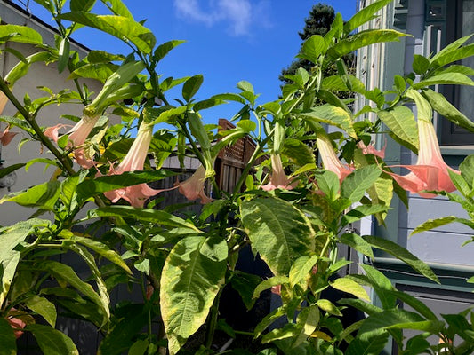 Brugmansia suaveolons - Angel's Trumpet (Coral Pink)
