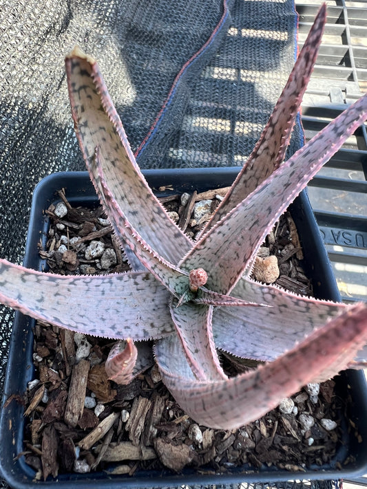 Aloe 'Pink Blush'