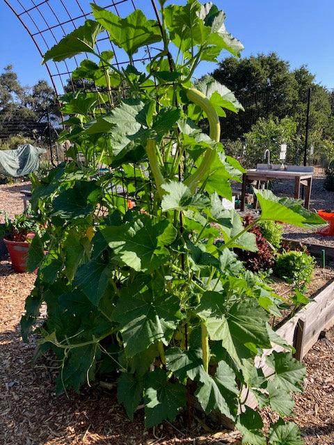 Summer Squash - Trombetta di Albenga Heirloom Climbing