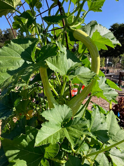 Summer Squash - Trombetta di Albenga Heirloom Climbing