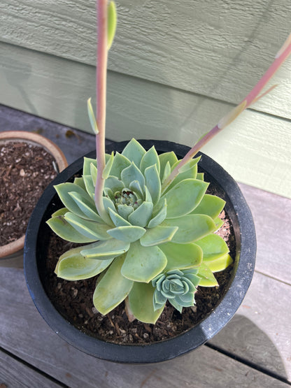 Echeveria - blue-green, large rosette
