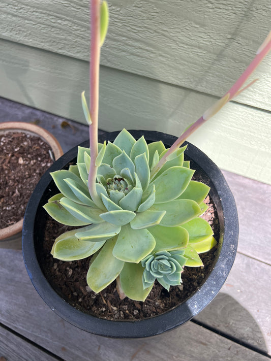 Echeveria - blue-green, large rosette