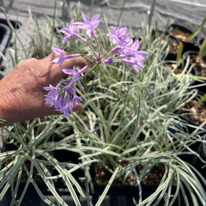 Tulbaghia 'Silver Lace'- Variegated Society Garlic
