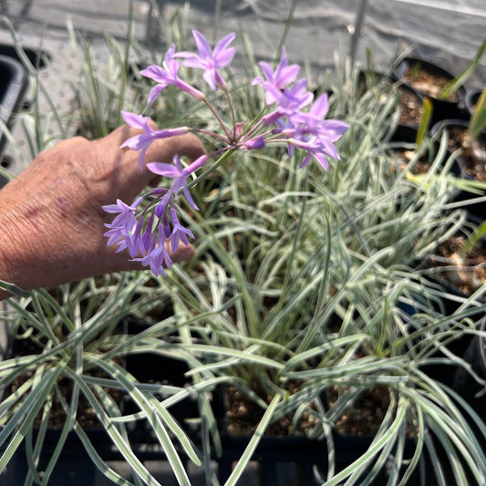 Tulbaghia 'Silver Lace'- Variegated Society Garlic