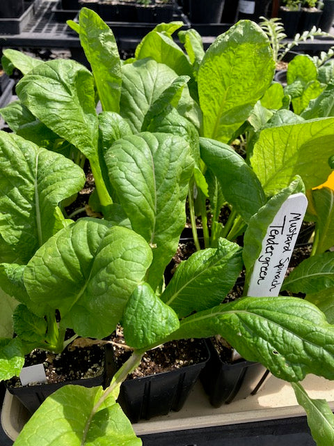 Mustard Spinach - 'Tendergreen"