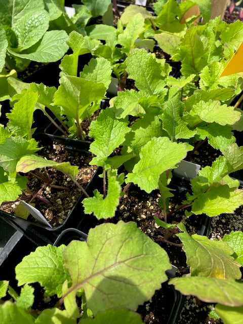 Turnips - 'Purple Top Milan' Heirloom
