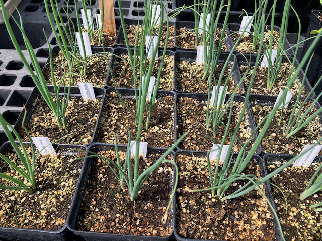Scallions - Salad Scallions 'Sprint'