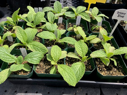 Borage-Blue