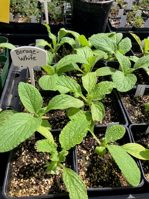 Borage-White