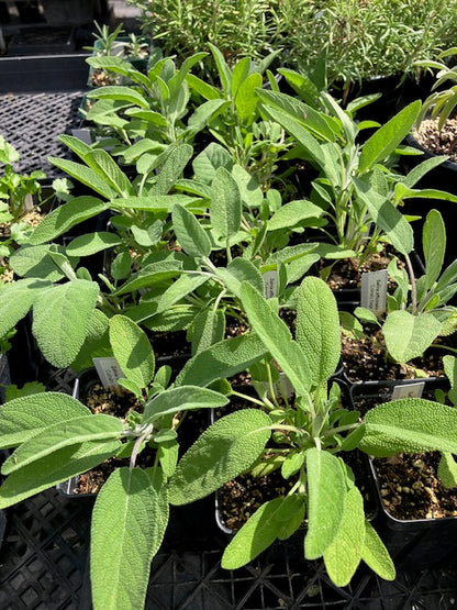 Salvia officinalis - Culinary Sage
