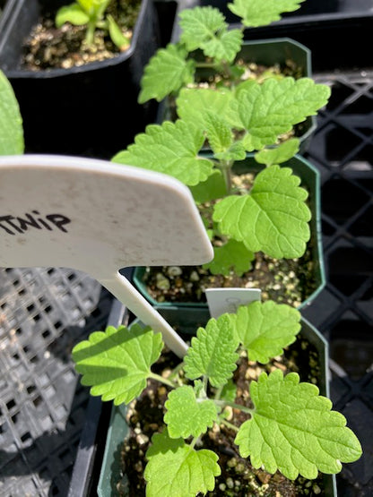 Nepeta cataria - Catnip (lemon scented)