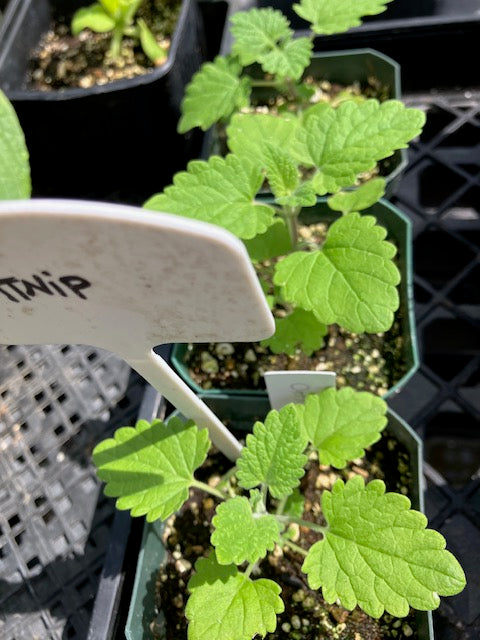 Nepeta cataria - Catnip (lemon scented)