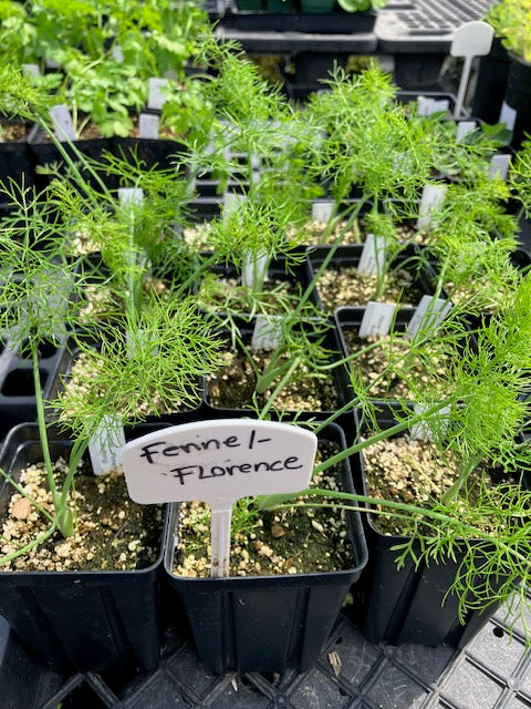 Fennel - Florence Bulbing Heirloom