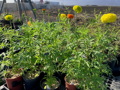 Tagetes erecta - Cracker Jack Giant Mexican Marigolds